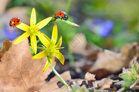 黄花瓣上的虫Coccin图片