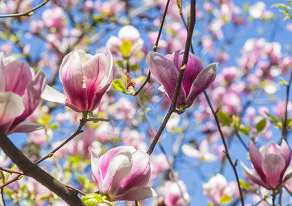 玉兰花春天盛开的玉兰树图片