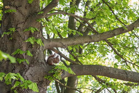 松鼠灰红色啃树上的坚果图片