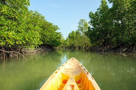 皮划艇穿越红树林图片