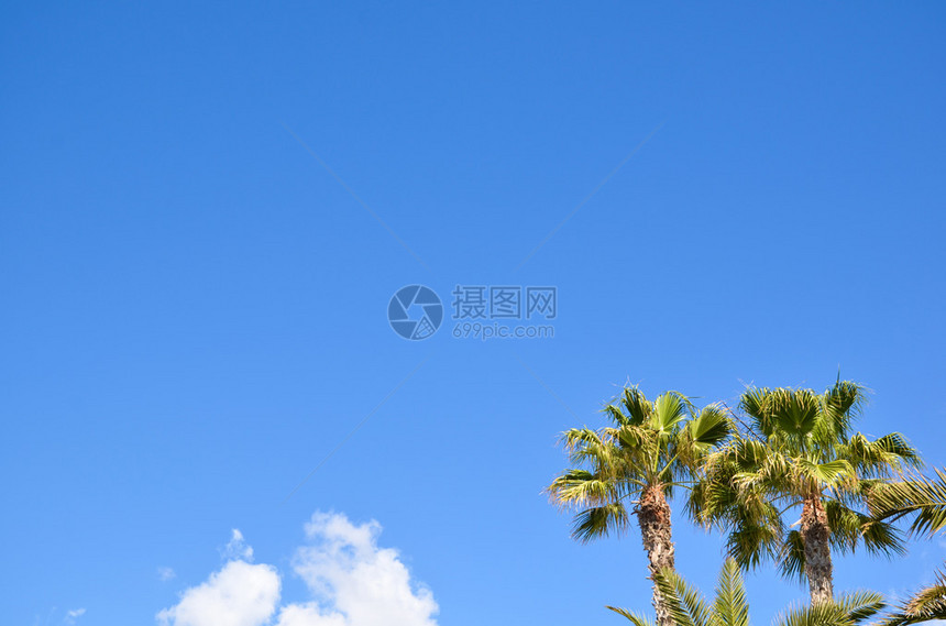 蓝色天空棕榈树有白图片