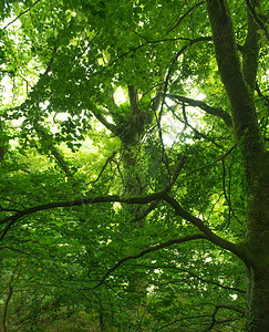 森林中的树冠图片