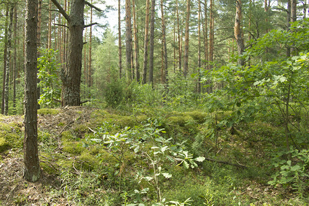 俄罗斯森林图片