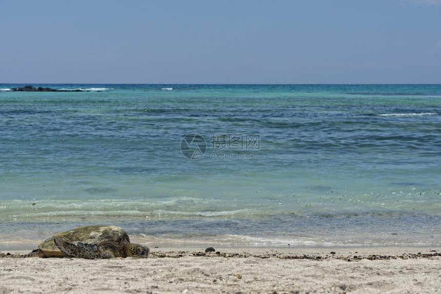 绿海龟在沙滩附近放松图片