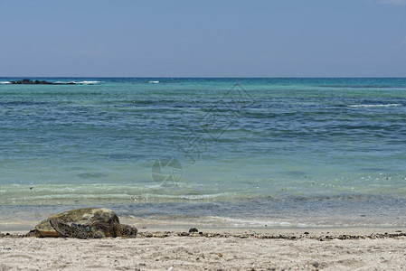 迈达斯绿海龟在沙滩附近放松背景