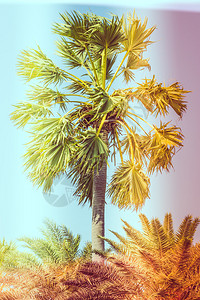 旧棕榈树古老效应和图片