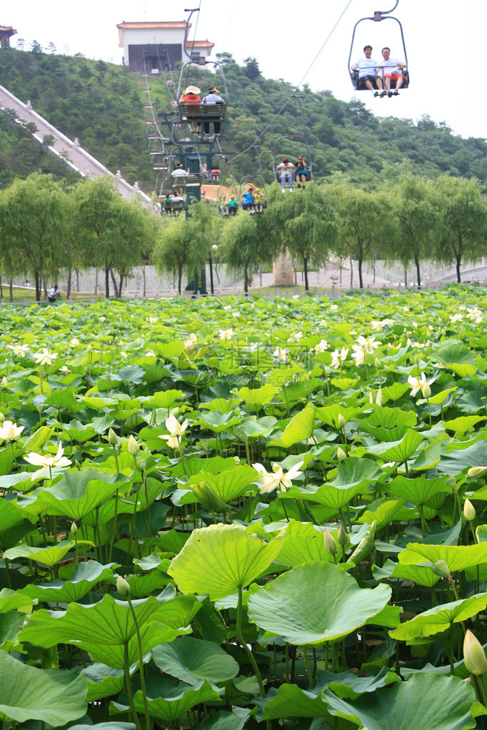 花园图片