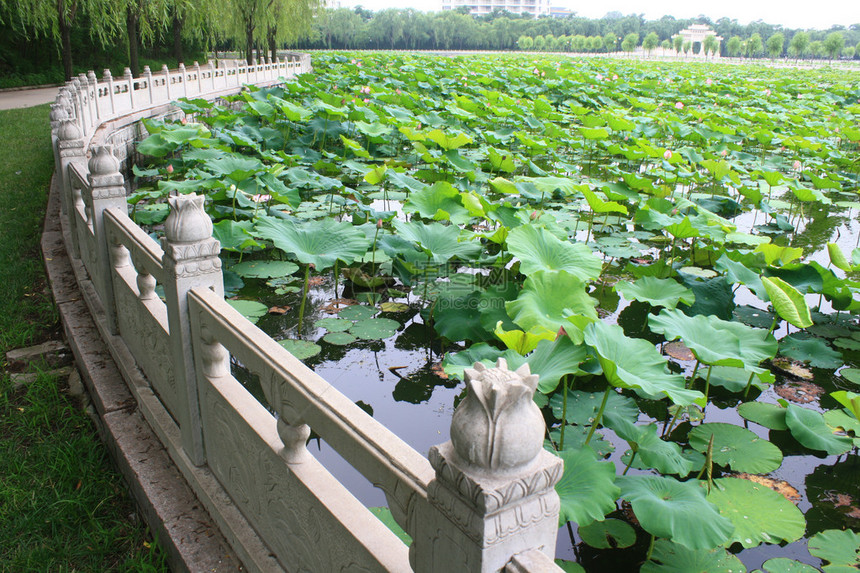 花园图片