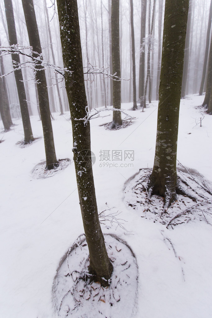 森林中冬季风景树上布满图片