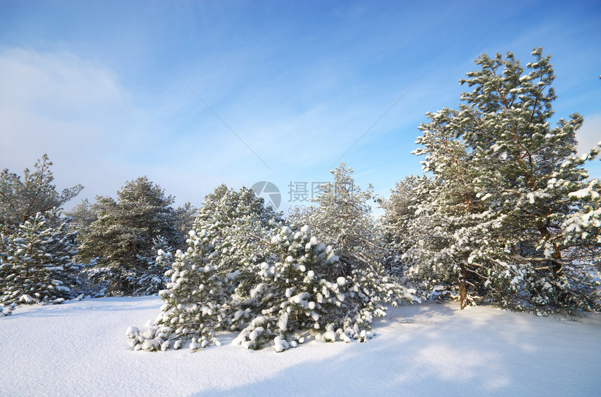 冬天omposition的自然图片