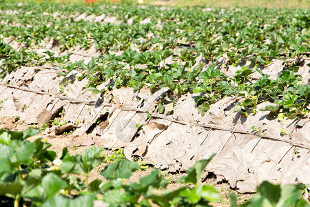 一排排草莓农场图片