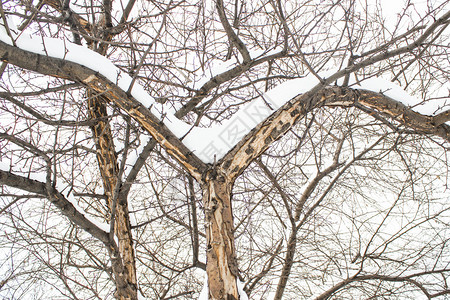 冬天的风景雪下的松枝树图片