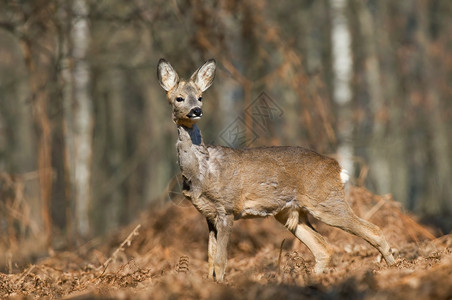 獐鹿在森林空地中的照片图片