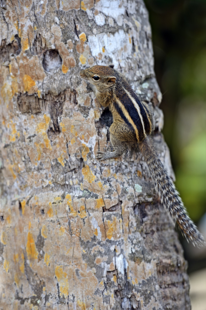 斯里兰卡岛上野外的花栗鼠图片