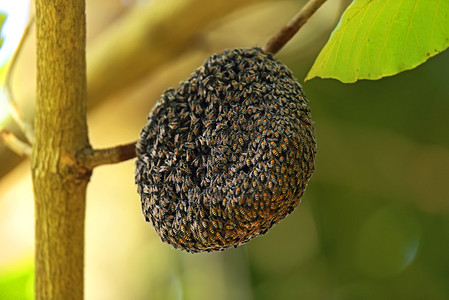 斯里兰卡岛热带森林的蜂拥而图片