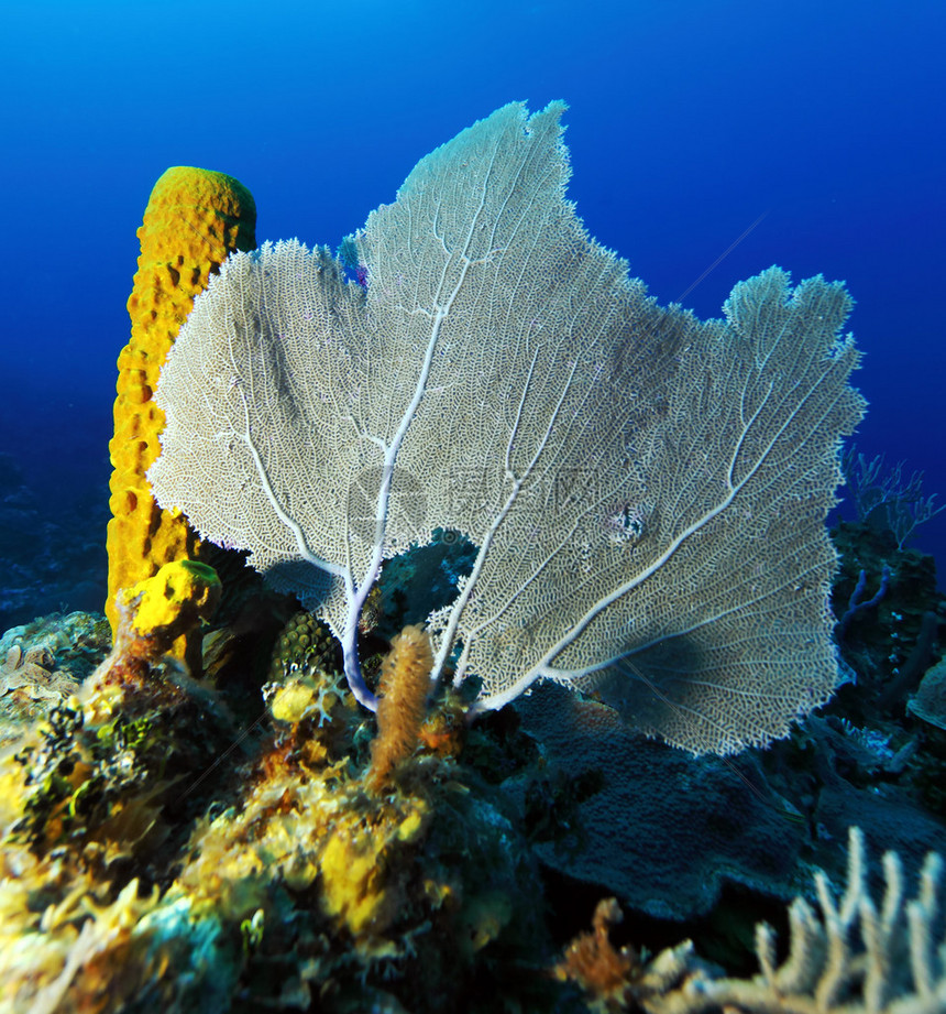 加勒比海的珊瑚地貌景观图片