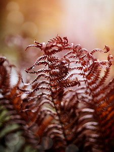 秋天的棕色干蕨叶秋天干枯的蕨叶背景图片