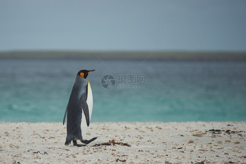 在福克兰群岛布莱贝克岛的桑迪湾海滩上行走的企鹅国王阿图片