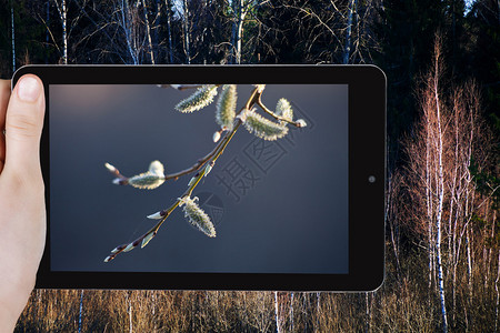 旅游概念在春林附近用移动工具拍摄树枝上的柳猫皮照图片