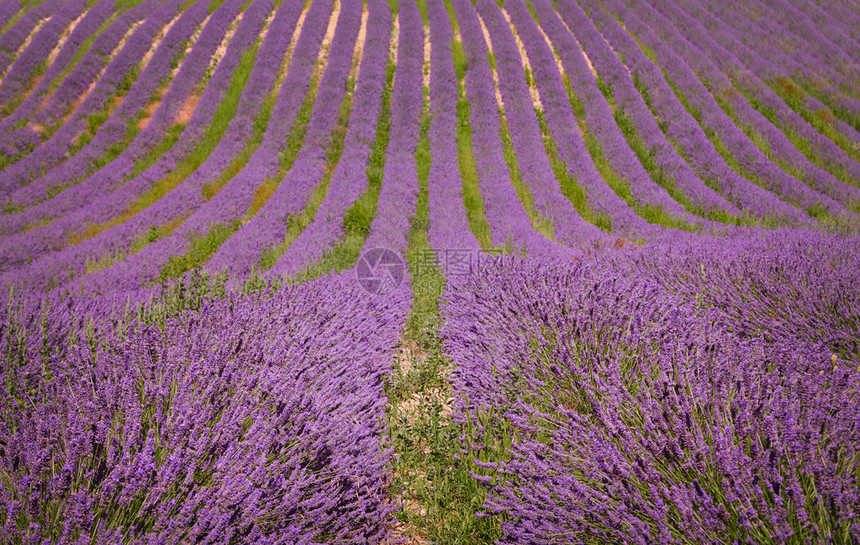 法国普罗旺斯的薰衣草田园风光图片