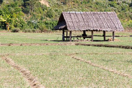 泰国农村的稻田岭和小屋图片