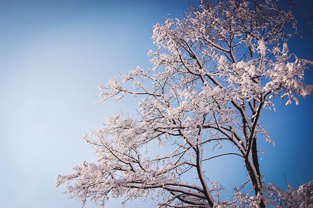 阳光明媚的白天树枝上满背景图片