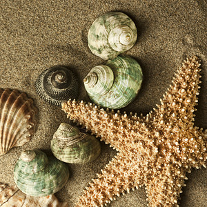 海星和贝壳在沙子里图片