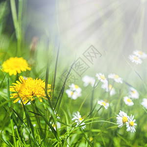 蒲公英春天的花朵和绿草中的雏菊图片