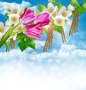 青色郁金香的粉红色郁金香在蓝色天空和云彩背景图片