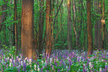 在森林里的春天的花朵图片