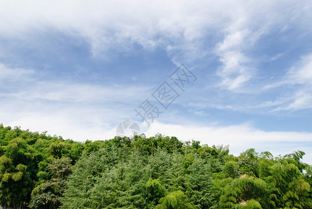 多云天空背景的绿色森林图片