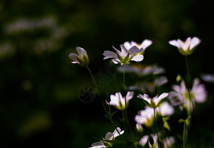 Stellariaholostea的白花大缝背景图片