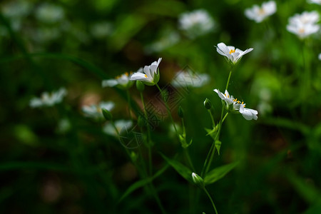 Stellariaholostea的白花大缝图片