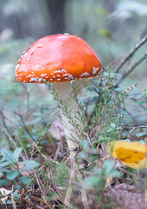 生长在秋天森林里的红色毒菌蘑菇图片