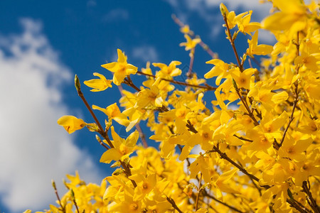 春节时美丽的黄色开花的图片