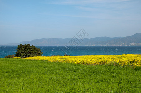 长着一连串黄色花朵和远处的大海图片