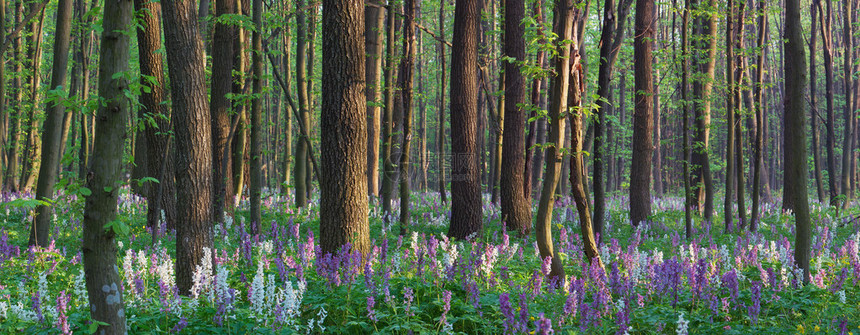 春天的风景普诺马拉是森林图片