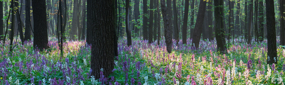 森林的春天风景第一朵春花大图片