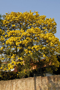 巴拉圭亚松森的黄色拉帕乔树图片