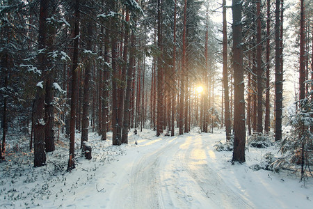 霜松冬季森林中的雪树景观图片