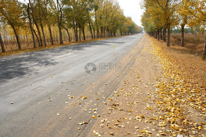 秋季公路图片