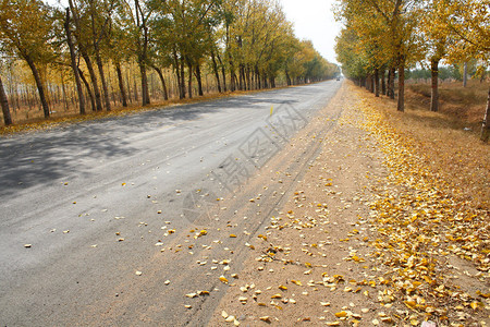 秋季公路图片