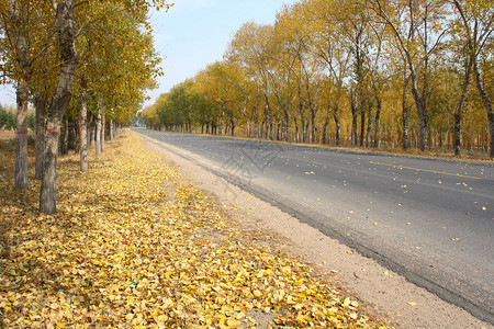 秋季公路图片