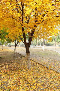 秋木树图片