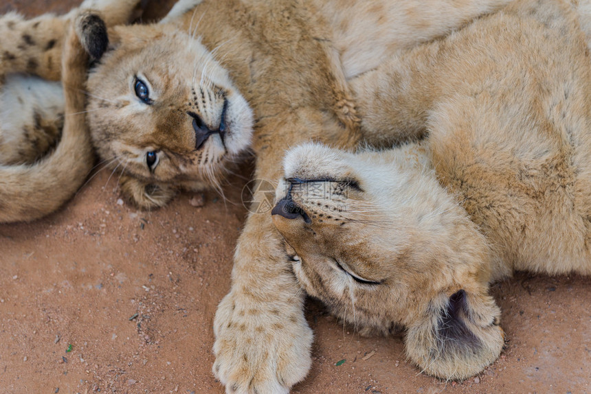 白狮子幼崽南非图片