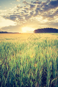 美丽的乡村景色夏季玉米田的古老照图片