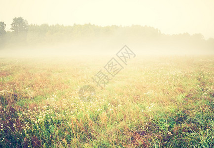乡村大雾草原风景的美丽照片在日出时拍摄图片