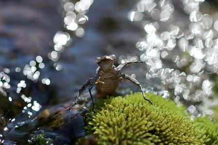 蜻蜓在苔藓上蜕皮背景图片