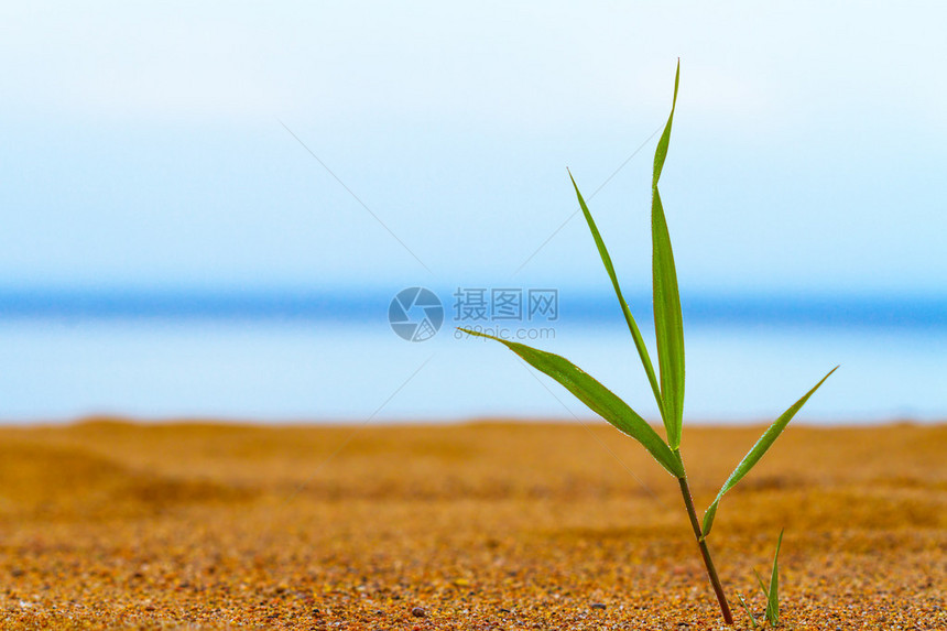 草泉在沙质的海边咕叫图片