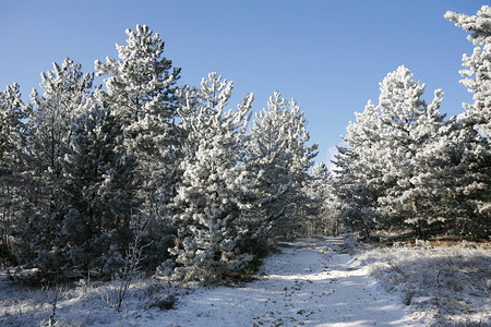 美丽的松树在冬季森林寒冷的冬日图片